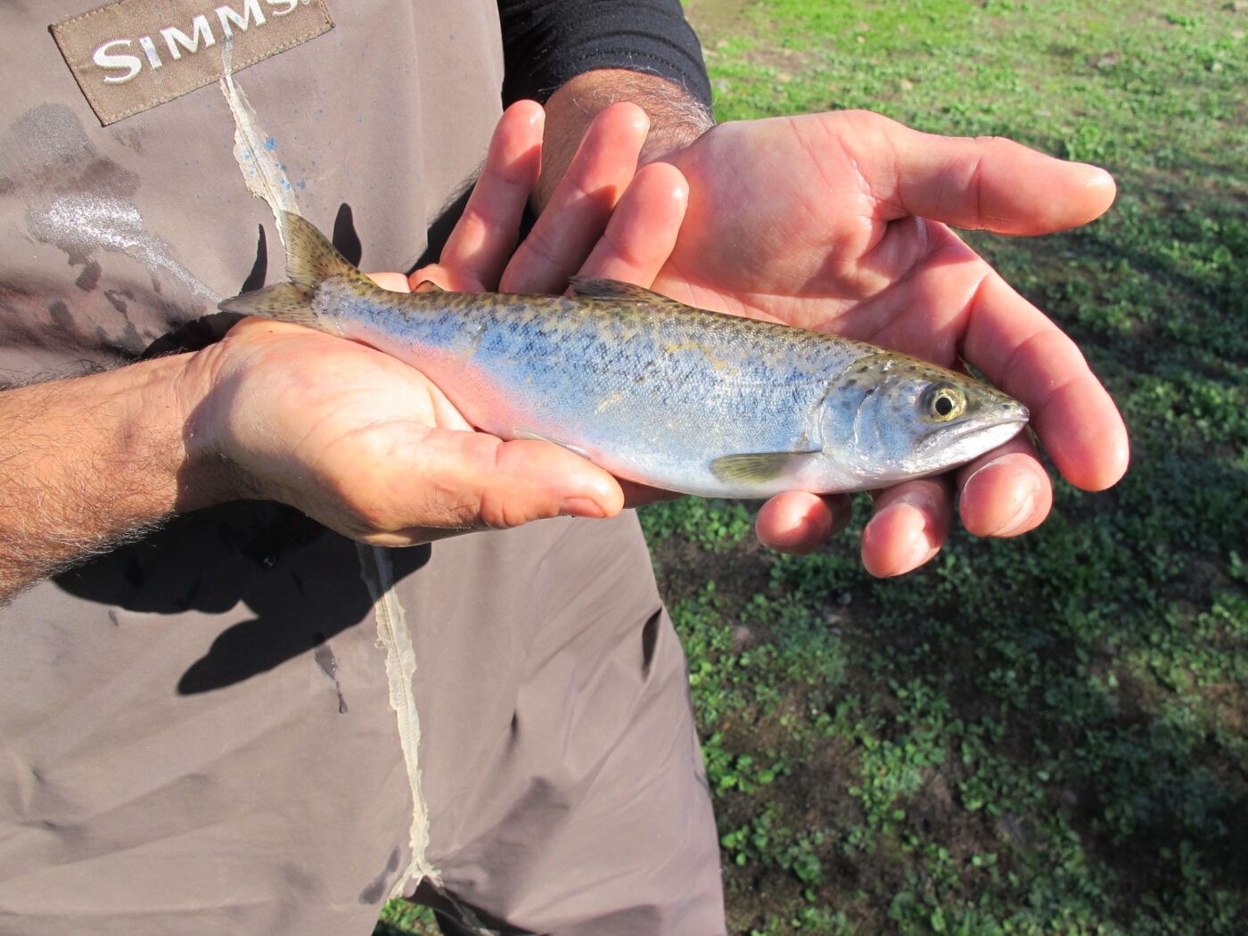 Small chinook salmon being held in someone's hands.