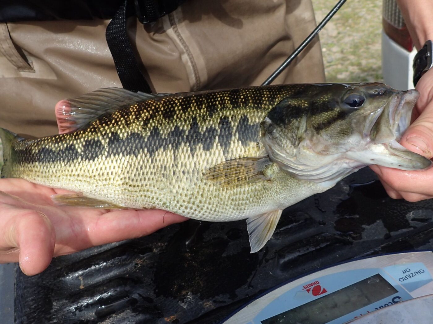 Black bass being held by mouth an tail.