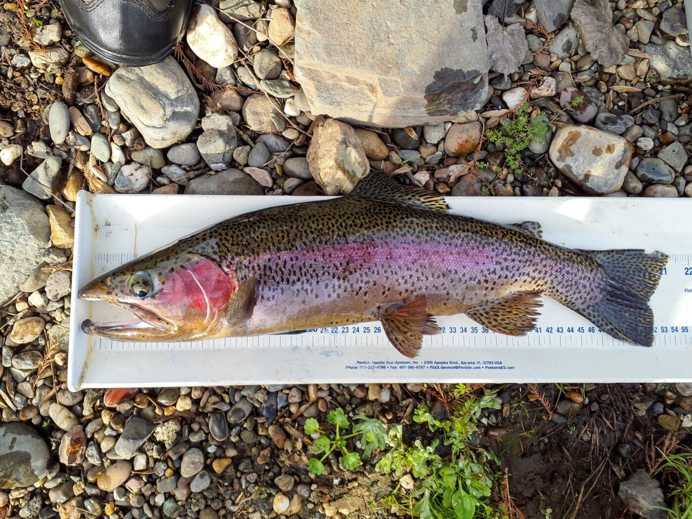 Central Valley steelhead fish with prominent spots and red coloration laying on white measuring board on rocks