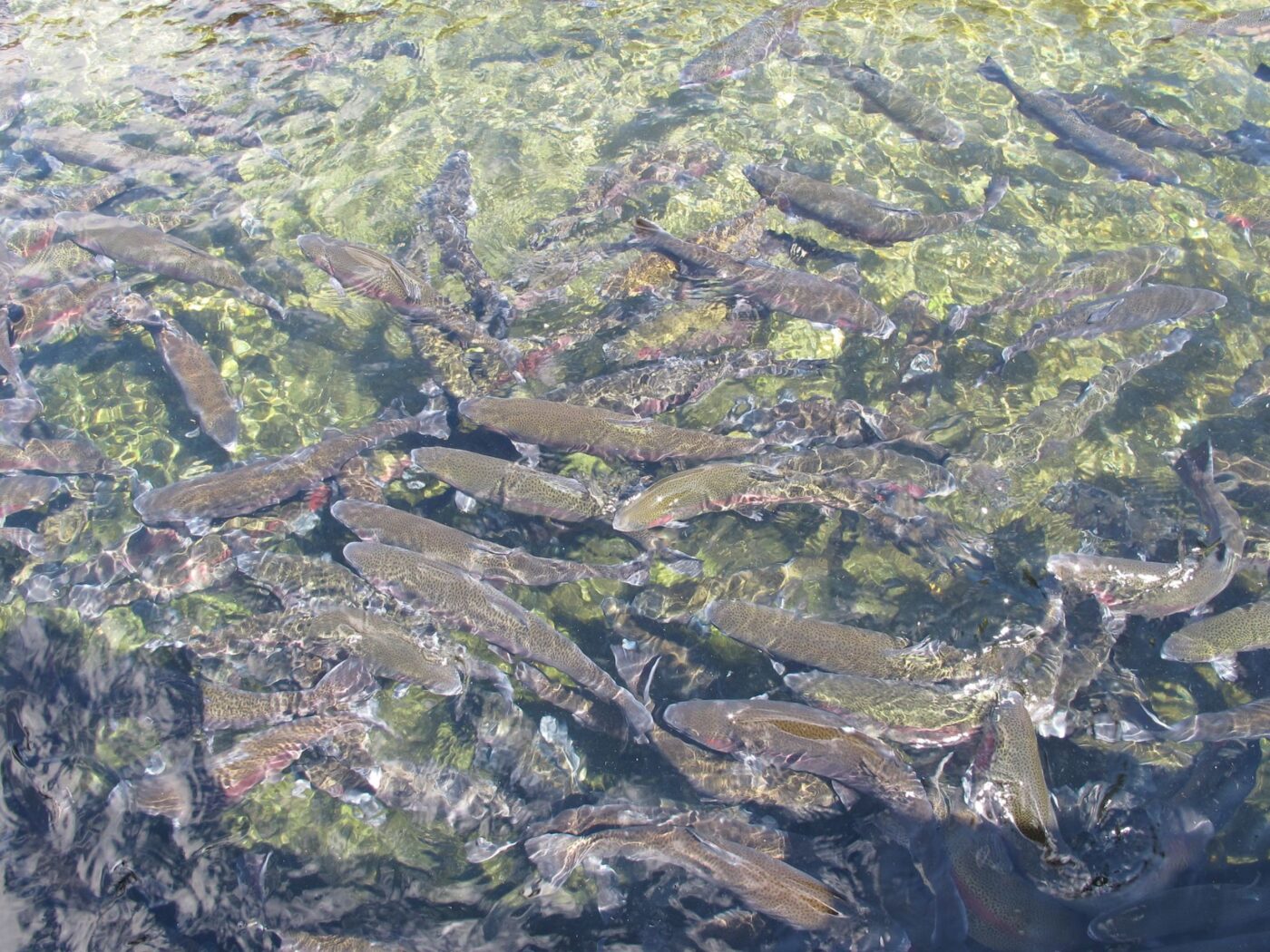 image of many fish swimming below surface of water