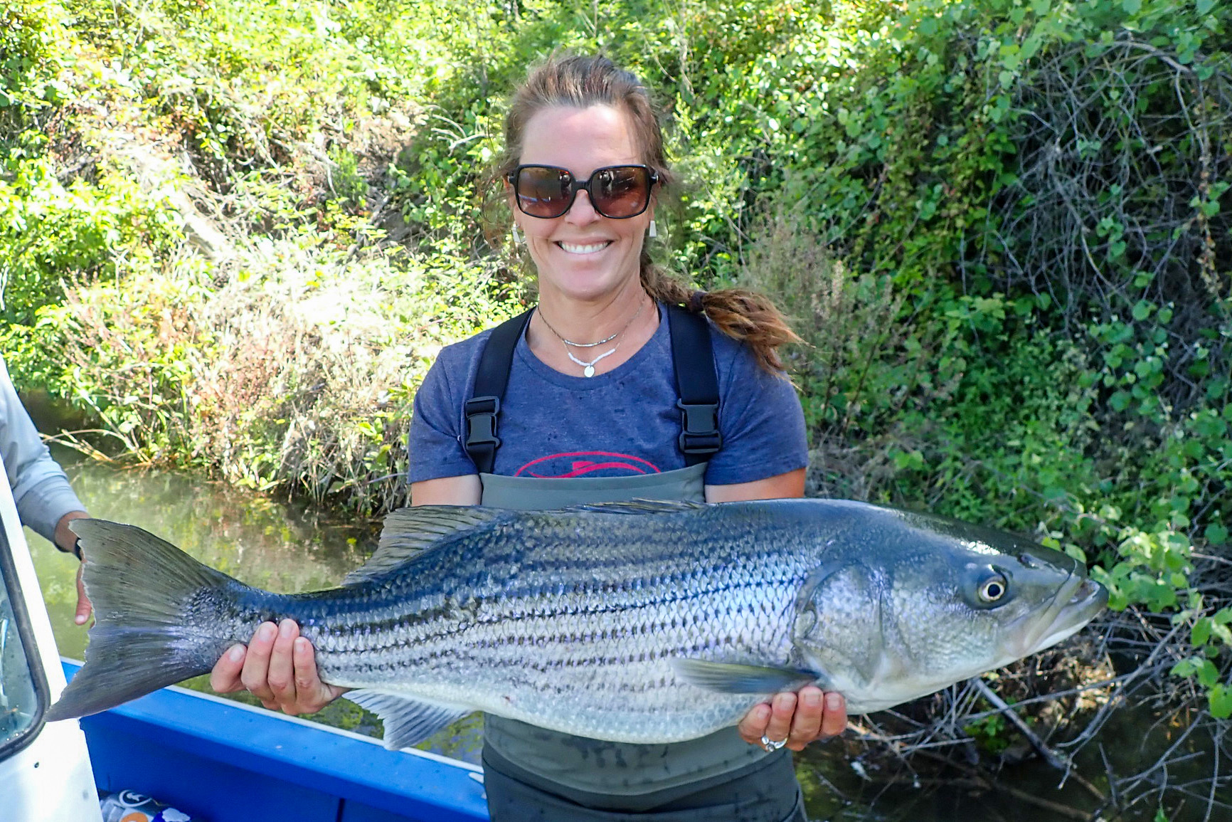 striper-season-examining-where-and-when-striped-bass-occur-in-the