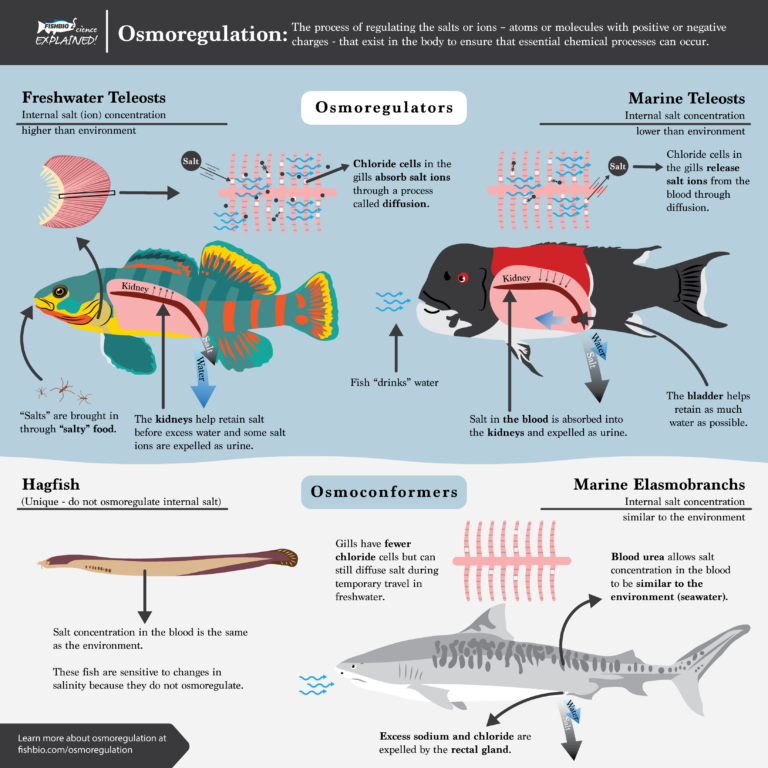 Don’t Sweat the Small Stuff: Fish Osmoregulation Explained - FISHBIO ... - Freshwater Aquarium Osmotic Balance