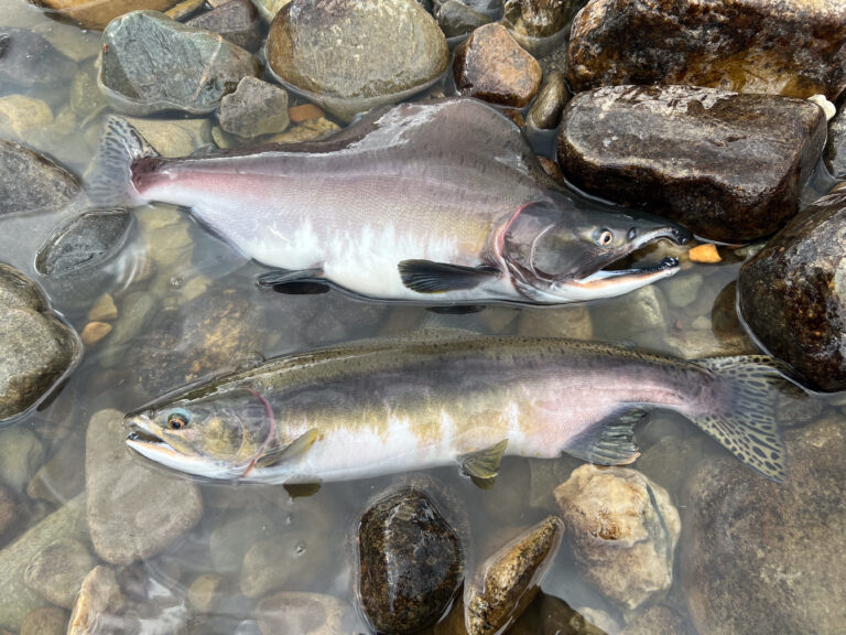 AI vs Invasive Salmon: FISHBIO-Simsonar Team Invents New Fish Sorting ...