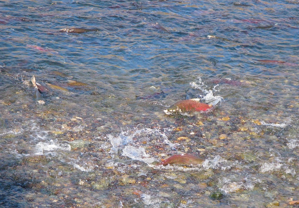 American River Chinook salmon