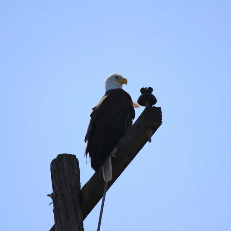 Bald Eagle on Pole