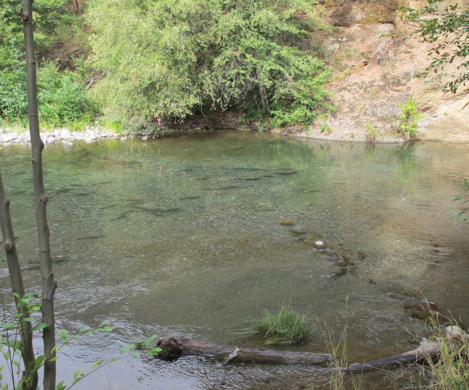 Butte Creek salmon redd