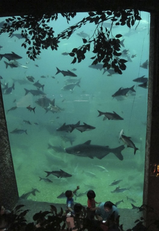 Catfish aquarium