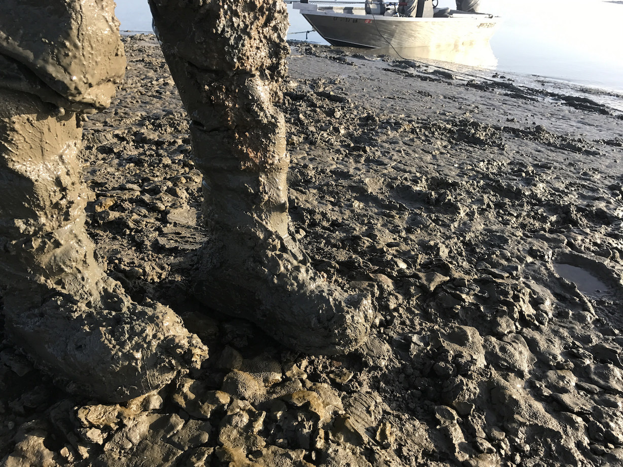 San Pablo Bay Mud