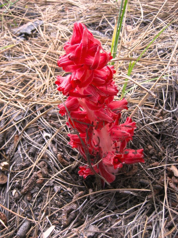 Snow plant (Sarcodes sanguinea)
