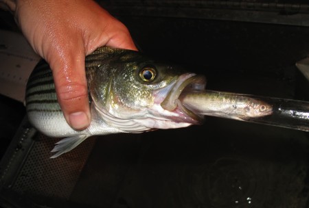 Striped bass predation on salmon