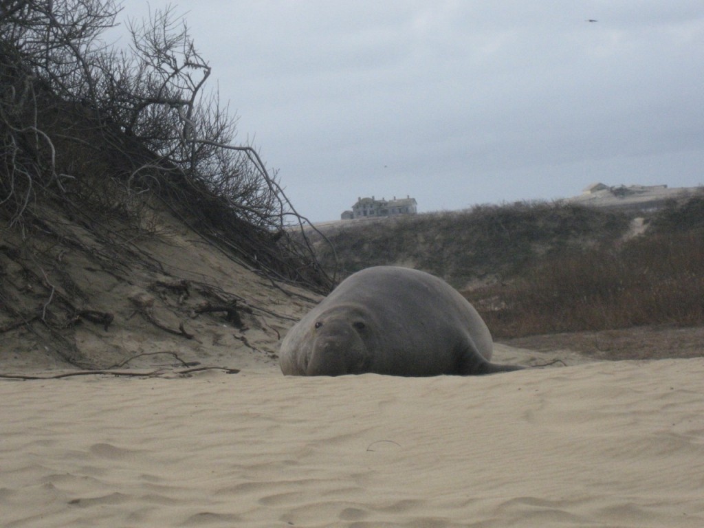 Resting elephant seal