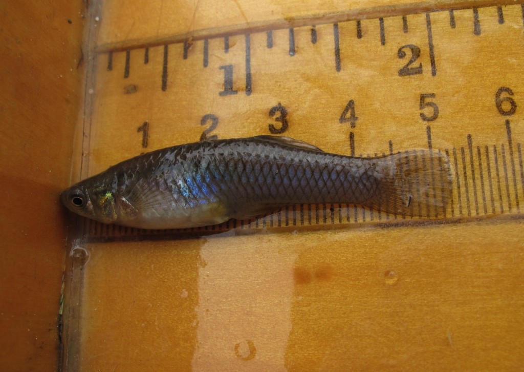 Western mosquitofish, Gambusia affinis